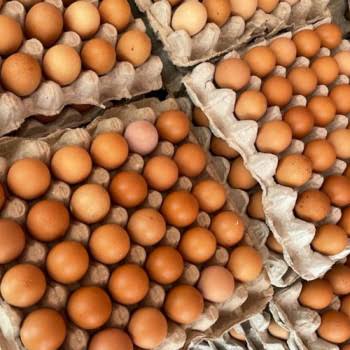 Telur Ayam 1 Rak