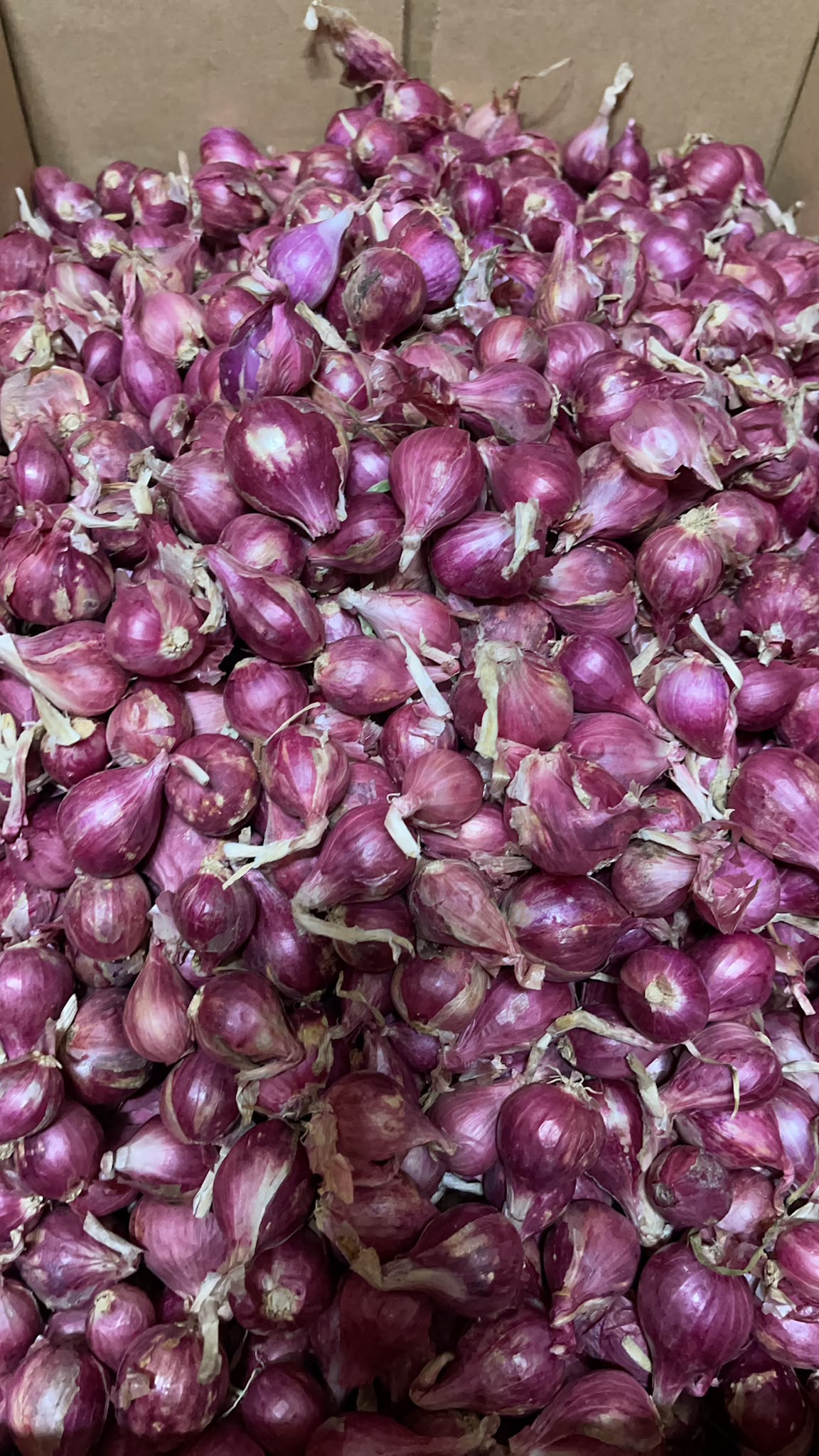 Bawang Merah 500 gram