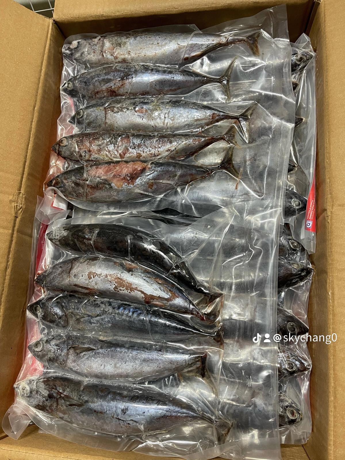 Ikan tongkol